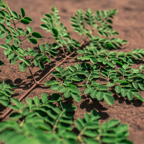 Yamba moringa closeup leaf